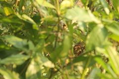 Synallaxis erythrothorax