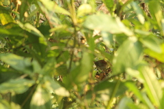 Synallaxis erythrothorax