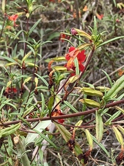 Diplacus puniceus