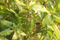 Synallaxis erythrothorax