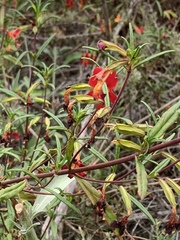 Diplacus puniceus