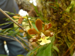 Prosthechea varicosa