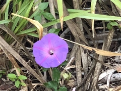 Ipomoea indica image