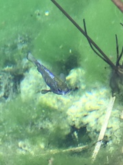 Cyprinodon nevadensis mionectes