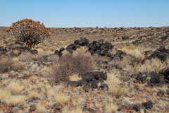 Aloidendron dichotomum image