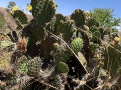 Opuntia leucotricha