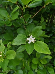 Crataegus gaylussacia