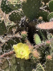 Opuntia leucotricha