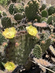 Opuntia leucotricha