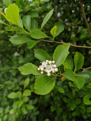 Crataegus gaylussacia