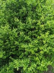 Crataegus gaylussacia