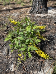 Baptisia cinerea