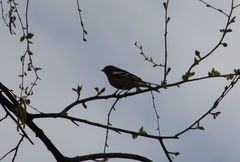 Fringilla coelebs