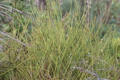 Choretrum spicatum