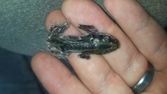 Kassina senegalensis