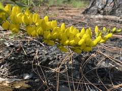 Baptisia cinerea