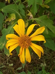 Tithonia diversifolia image