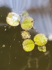 Salvinia minima