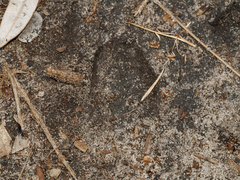 Axis porcinus