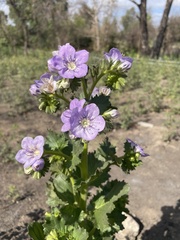 Phacelia grandiflora