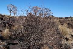 Commiphora namaensis