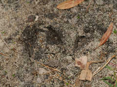 Axis porcinus
