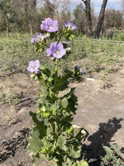 Phacelia grandiflora