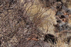Commiphora namaensis