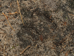 Axis porcinus