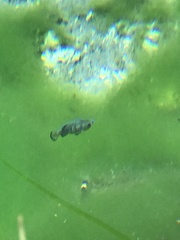 Cyprinodon nevadensis mionectes