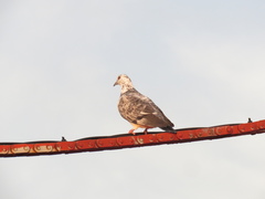 Columba livia domestica