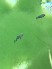 Cyprinodon nevadensis mionectes