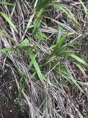 Dianella sandwicensis