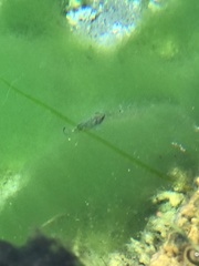 Cyprinodon nevadensis mionectes