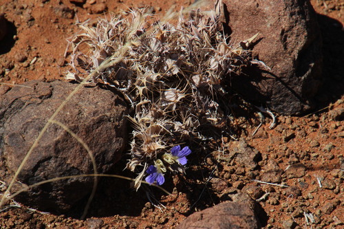 Image of Blepharis furcata by (c) Tony Rebelo, some rights reserved (CC BY-SA)