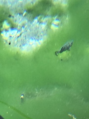 Cyprinodon nevadensis mionectes