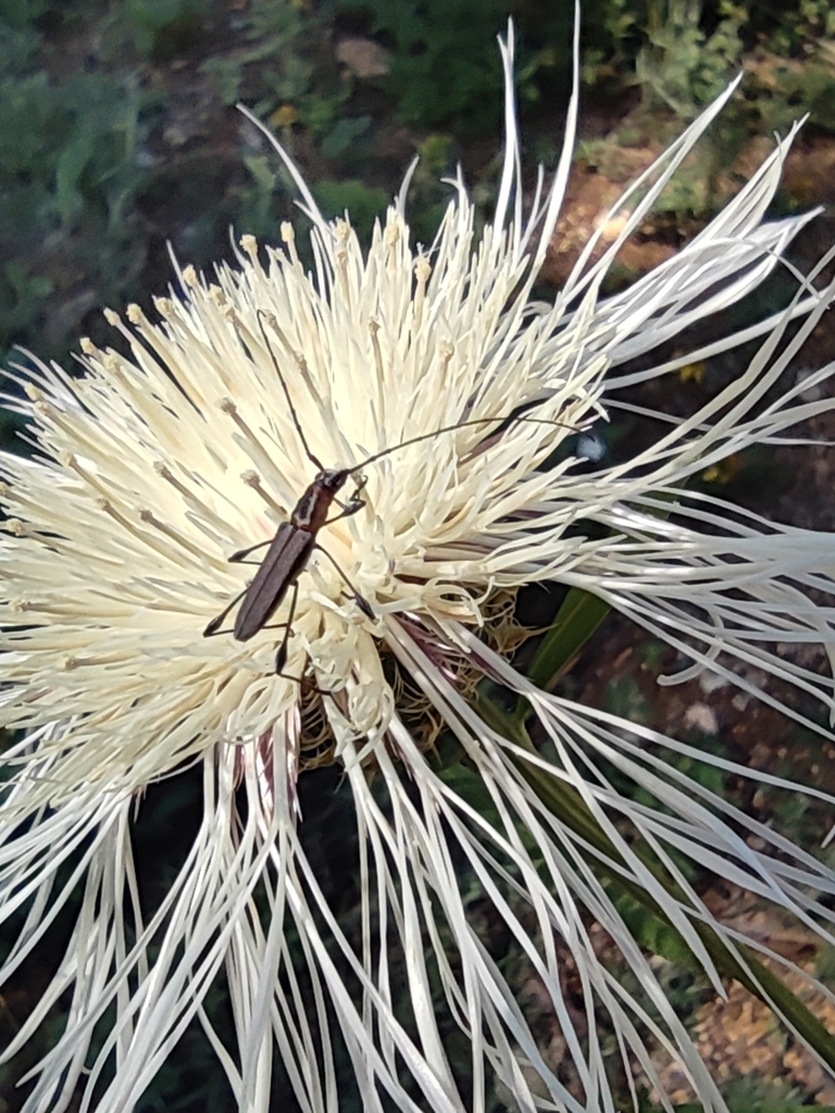 Rhopalophora cupricollis