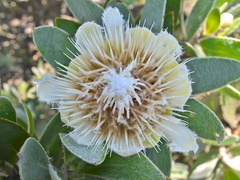 Protea subvestita