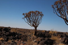 Aloidendron dichotomum image