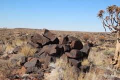 Aloidendron dichotomum image