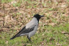 Corvus cornix