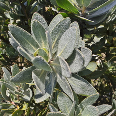 Protea subvestita