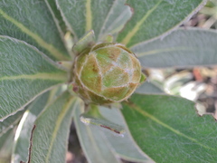 Protea subvestita