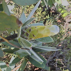 Protea subvestita