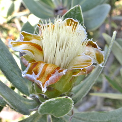 Protea subvestita