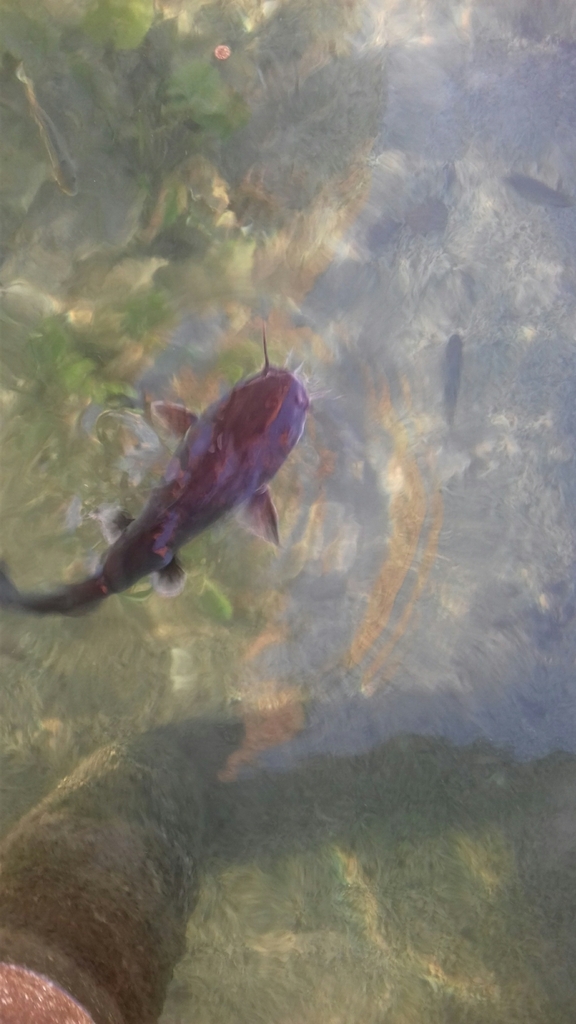 Mayan Sea Catfish