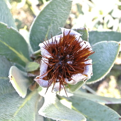 Protea subvestita