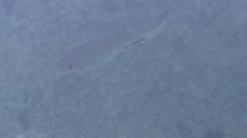 Vieja melanurus