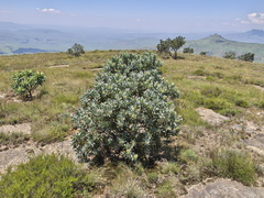 Protea subvestita