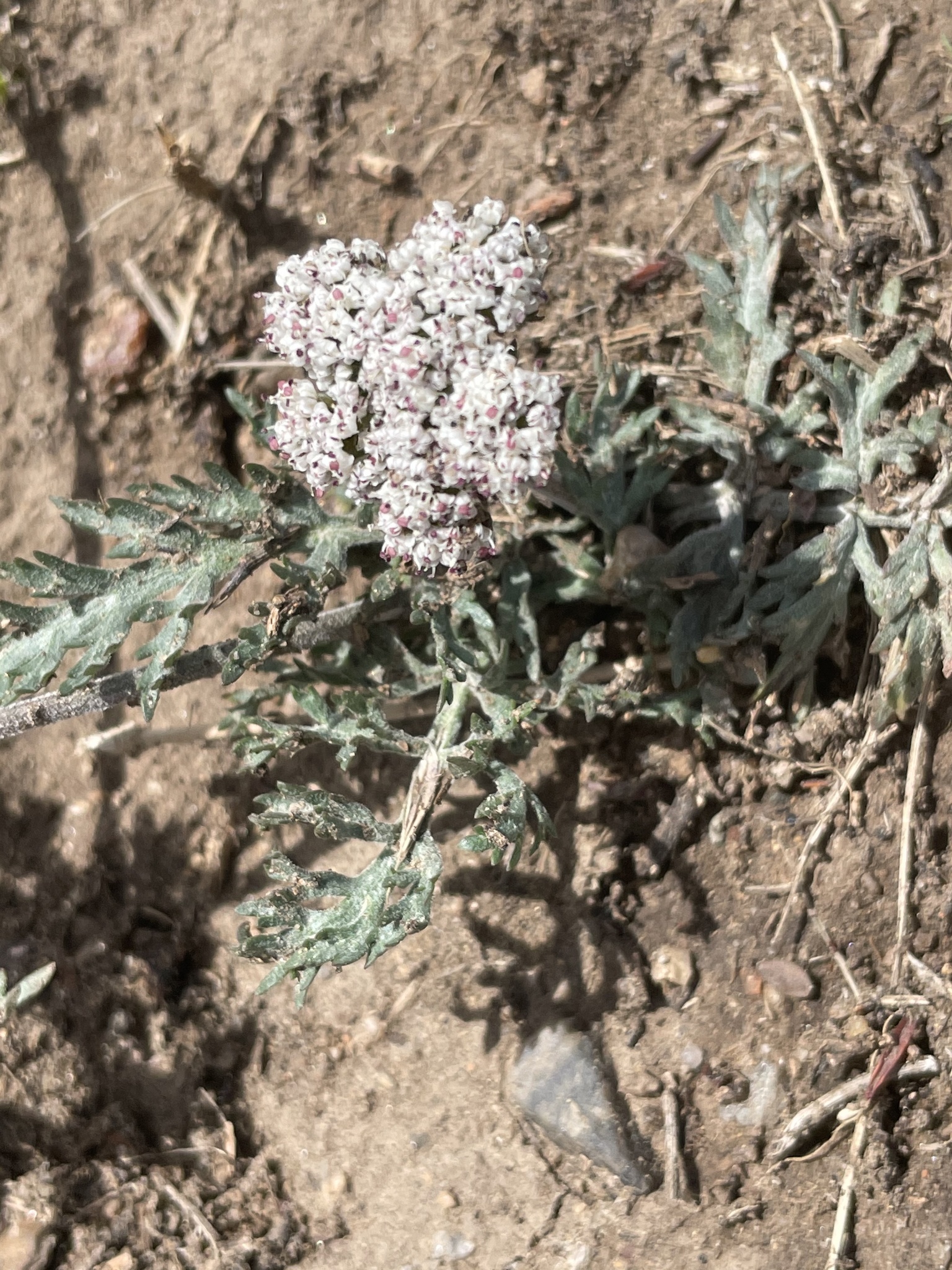 Lomatium orientale